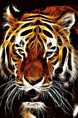 Poster Tigre  - Coleção Colors - Animais