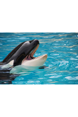 Poster Baleia - Animais