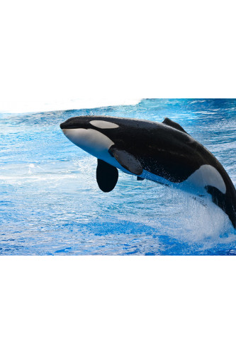 Poster Baleia - Animais