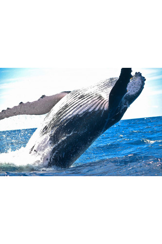 Poster Baleia - Animais