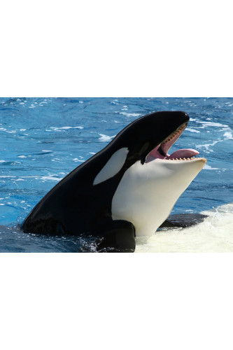 Poster Baleia - Animais