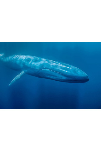 Poster Baleia - Animais