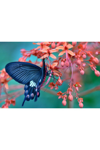 Poster Borboleta - Animais