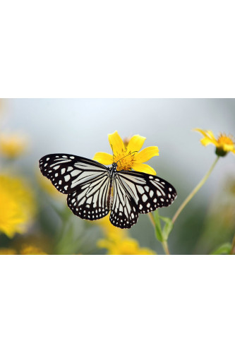 Poster Borboleta - Animais