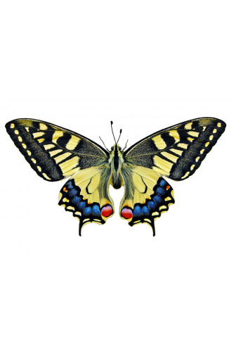 Poster Borboleta - Animais