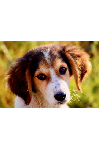 Poster Cachorro - Animais