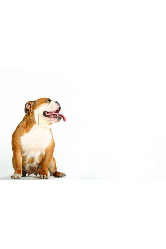 Poster Cachorro - Animais