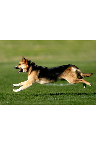 Poster Cachorro - Animais