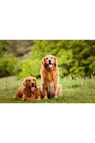 Poster Cachorro - Animais