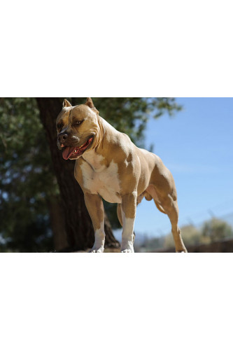 Poster Cachorro - Animais