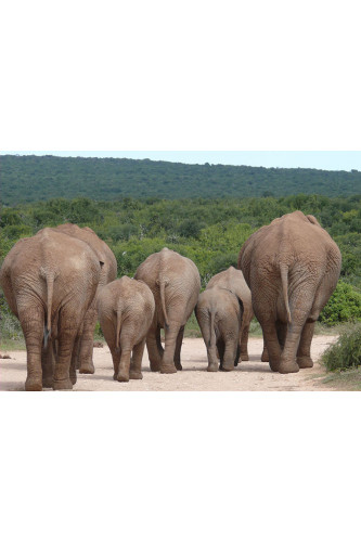 Poster Elefante - Animais