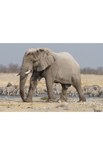 Poster Elefante - Animais