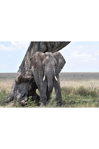 Poster Elefante - Animais