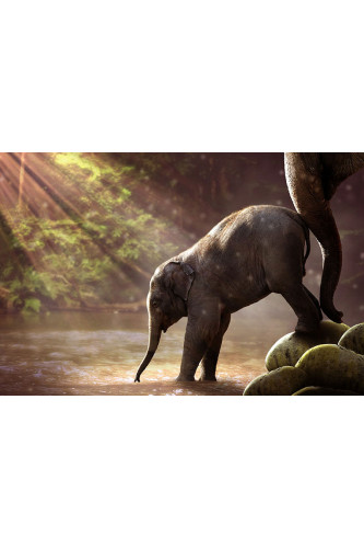 Poster Elefante - Animais