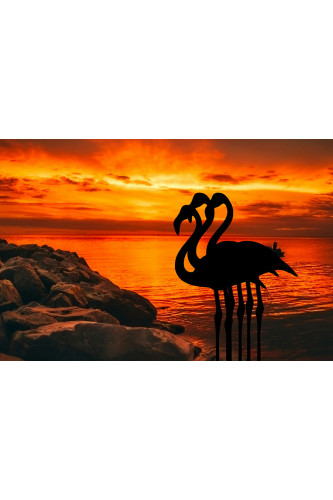 Poster Flamingo - Animais