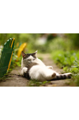 Poster Gato - Animais