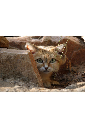 Poster Gato - Animais