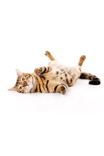 Poster Gato - Animais