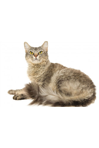 Poster Gato - Animais