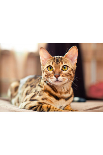 Poster Gato - Animais