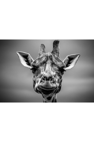 Poster Girafa - Animais