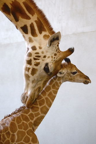 Poster Girafa - Animais