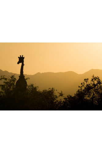 Poster Girafa - Animais