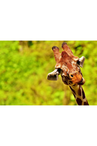 Poster Girafa - Animais
