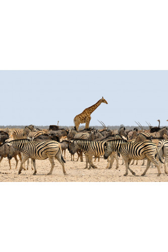 Poster Girafa - Animais