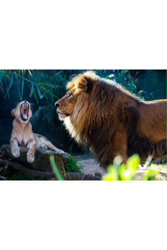 Poster Leão - Animais