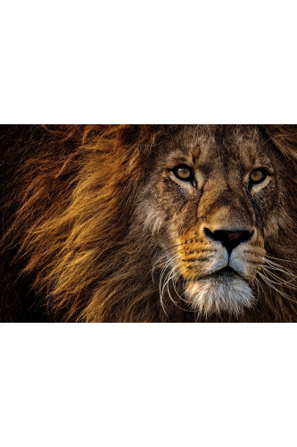 Poster Leão - Animais
