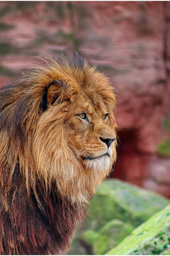 Poster Leão - Animais