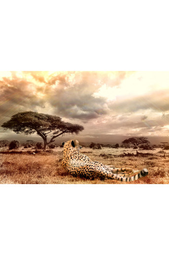 Poster Onça - Animais