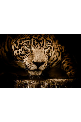 Poster Onça - Animais