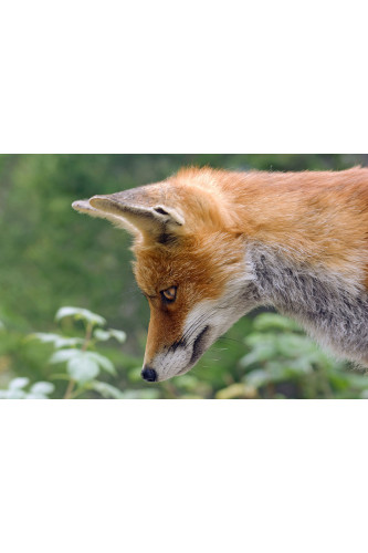 Poster Raposa - Animais