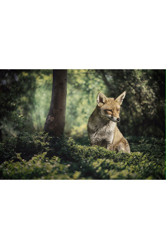 Poster Raposa - Animais