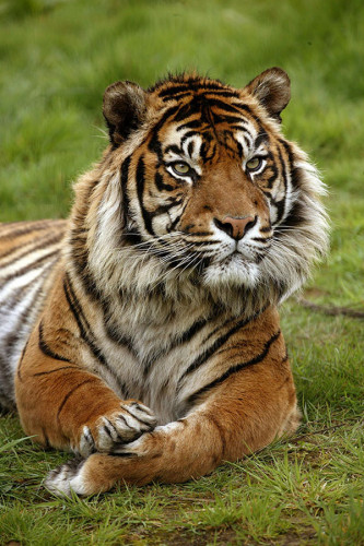 Poster Tigre - Animais