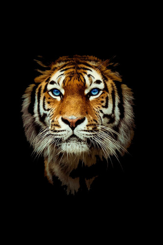 Poster Tigre - Animais