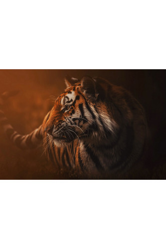 Poster Tigre - Animais