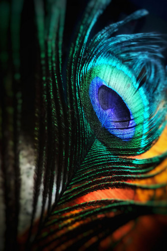 Poster Pavão - Pássaros - Passarinhos - Aves - Animais