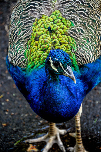 Poster Pavão - Pássaros - Passarinhos - Aves - Animais