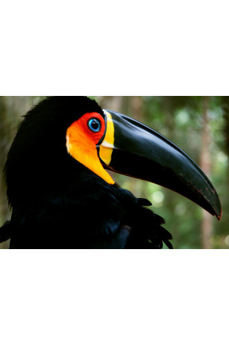 Poster Tucano - Pássaros - Passarinhos - Aves - Animais
