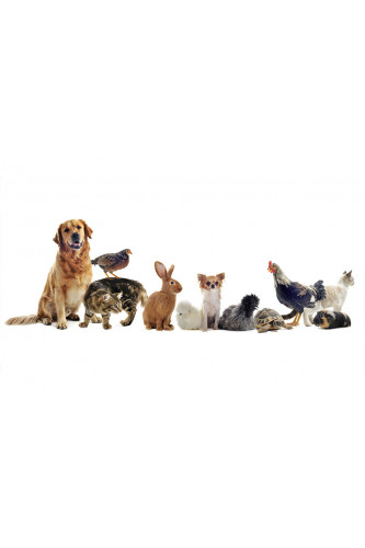 Poster de Animais - Cachorro, Gato, Tartaruga, Etc - Clínica Veterinária