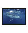 Poster Baleia - Animais