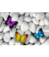 Poster Borboleta - Animais