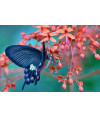 Poster Borboleta - Animais