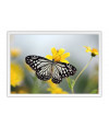 Poster Borboleta - Animais