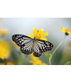 Poster Borboleta - Animais