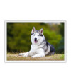 Poster Cachorro - Animais
