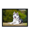 Poster Cachorro - Animais